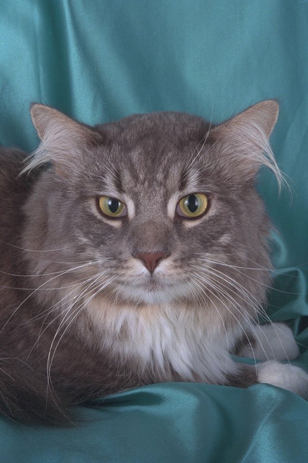 458046 Maine Coon, Blue Tabby A4 Photo Print