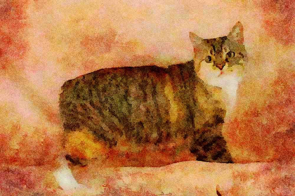 458047 Manx, Tortie Tabby A4 Limited Edition Watercolour Print