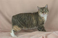 458047 Manx, Tortie Tabby A4 Photo Print