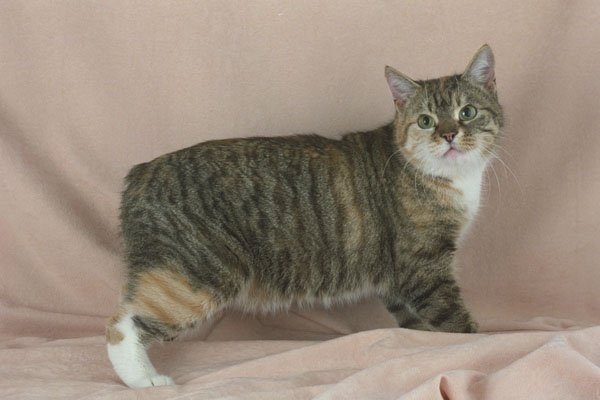458047 Manx, Tortie Tabby A4 Photo Print
