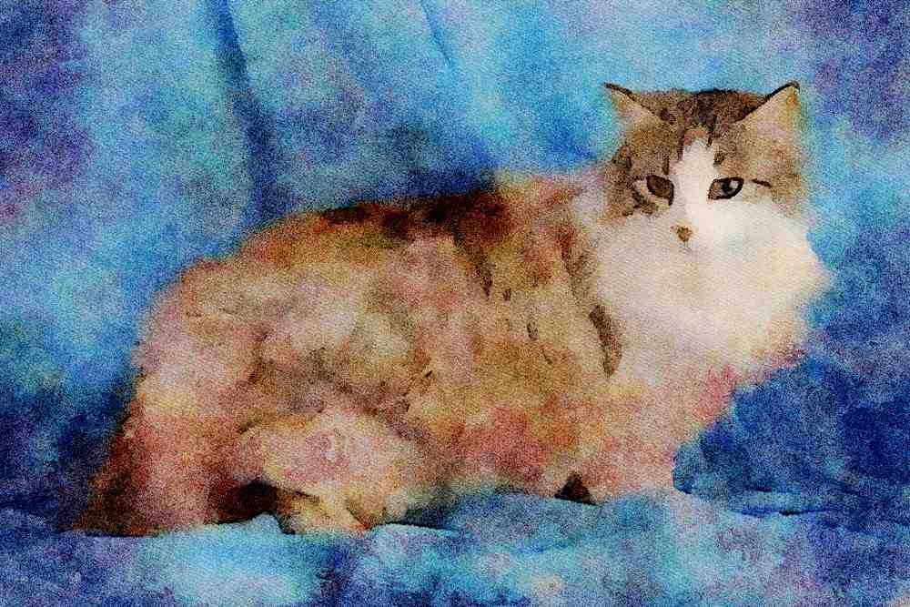 458048 Norwegian Forest, Silver, Tabby And White A4 Limited Edition Watercolour Print