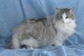 458048 Norwegian Forest, Silver, Tabby And White A4 Photo Print