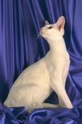 458050 Foreign Oriental, White A4 Photo Print