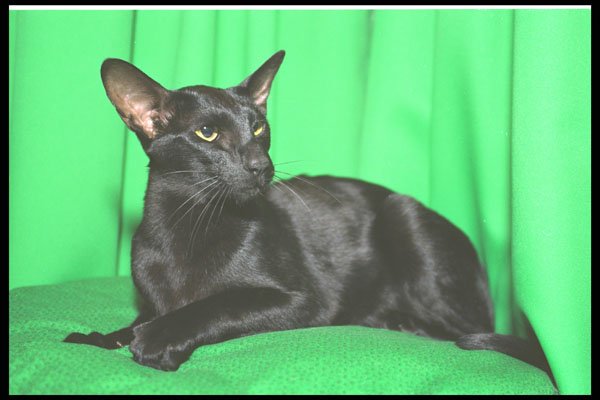 458051 Foreign Oriental, Black A4 Photo Print
