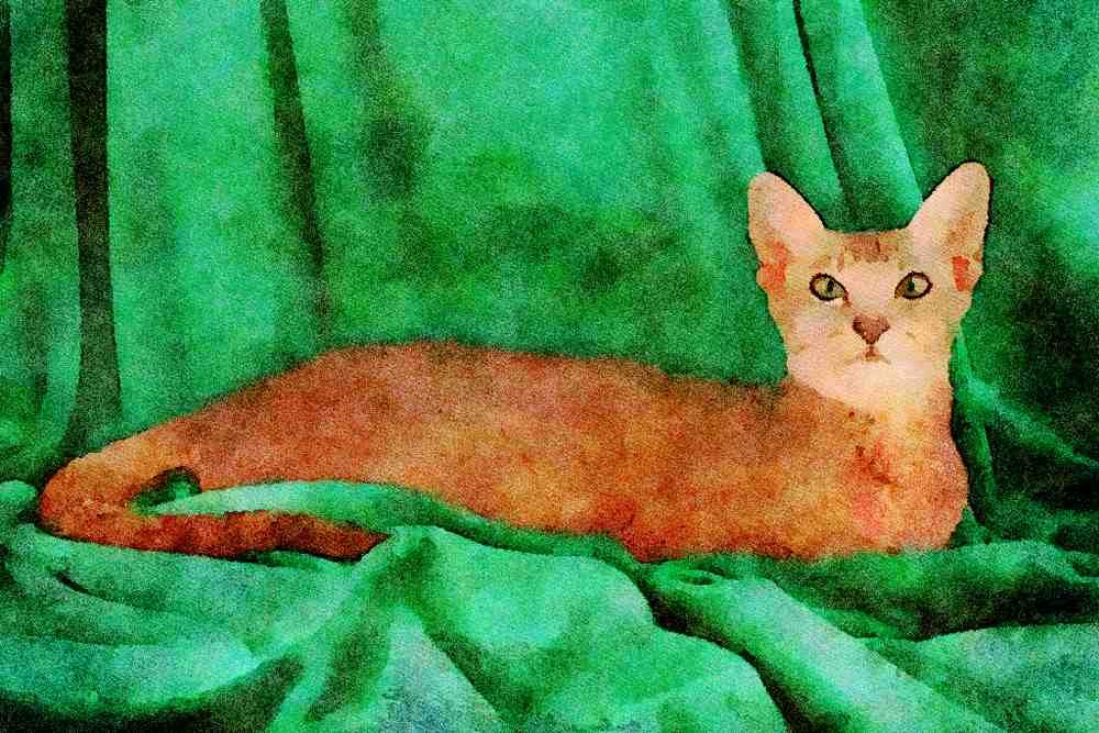 458053 Foreign Oriental, Blue Ticked Tabby A4 Limited Edition Watercolour Print