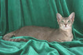 458053 Foreign Oriental, Blue Ticked Tabby A4 Photo Print