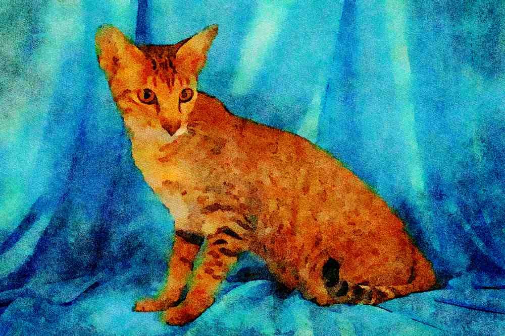 458054 Foreign Oriental, Brown Spotted A4 Limited Edition Watercolour Print