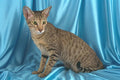 458054 Foreign Oriental, Brown Spotted A4 Photo Print