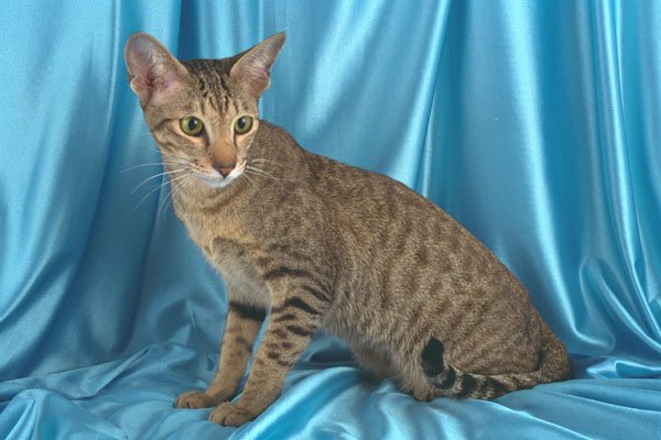 458054 Foreign Oriental, Brown Spotted A4 Photo Print