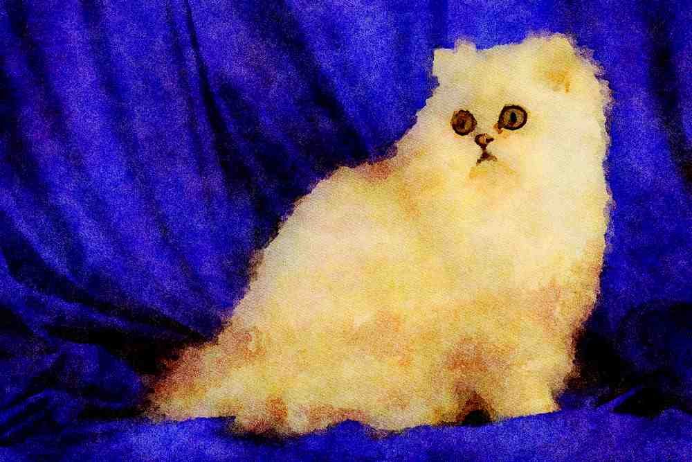 458055 Persian, Chinchilla A4 Limited Edition Watercolour Print