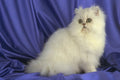 458055 Persian, Chinchilla A4 Photo Print