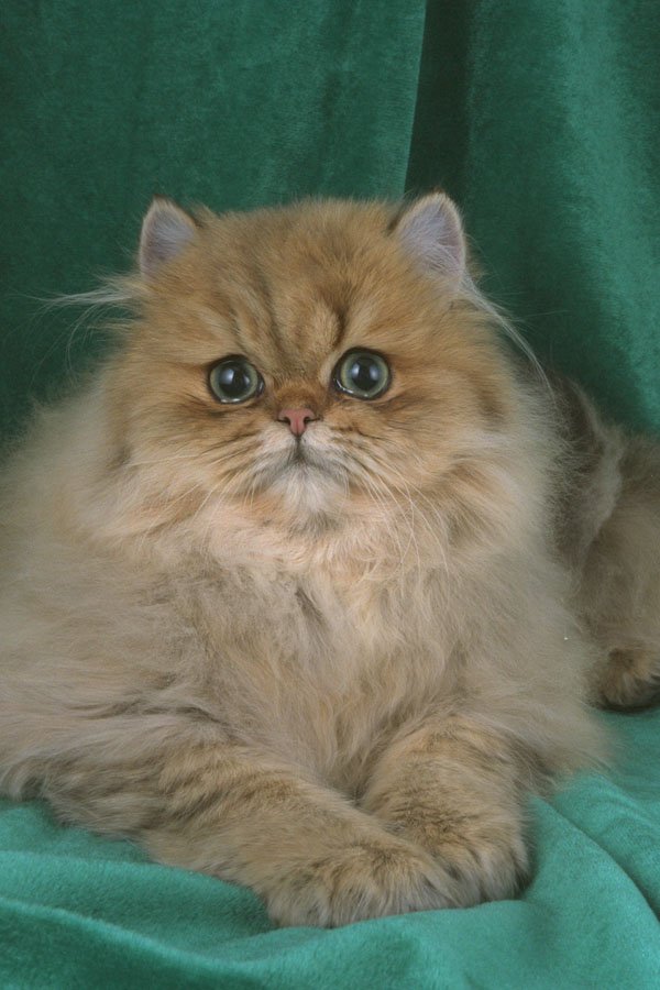 458056 Persian, Golden A4 Photo Print