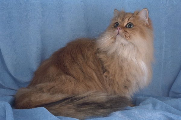 458057 Persian, Golden A4 Photo Print