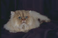 458058 Persian, Golden A4 Photo Print