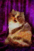458059 Persian, Blue, Tortie And White A4 Limited Edition Watercolour Print