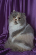 458059 Persian, Blue, Tortie And White A4 Photo Print
