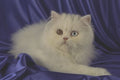 458060 Persian, Odd eyed White A4 Photo Print