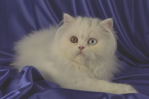 458060 Persian, Odd eyed White A4 Photo Print