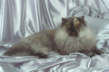 458061 Persian, Tortie Smoke A4 Photo Print