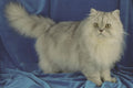 458062 Persian, Pewter A4 Photo Print