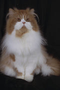 458063 Persian, Red And White Bi color A4 Photo Print
