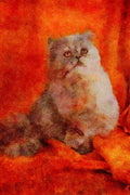 458064 Persian, Blue Cream A4 Limited Edition Watercolour Print