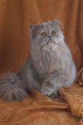 458064 Persian, Blue Cream A4 Photo Print