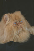 458065 Persian, Red A4 Photo Print