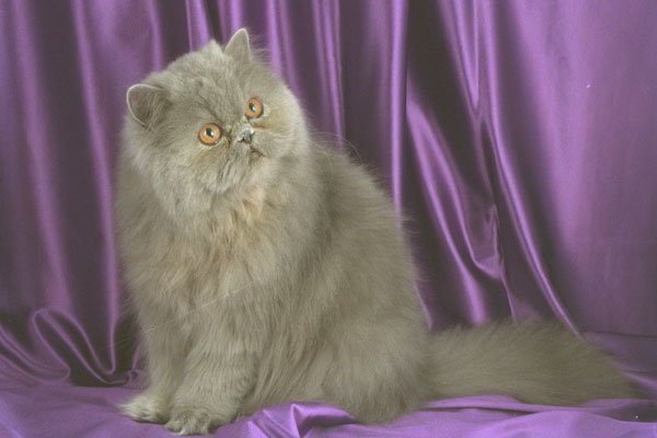 458066 Persian, Blue A4 Photo Print