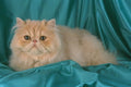 458067 Persian, Cream A4 Photo Print