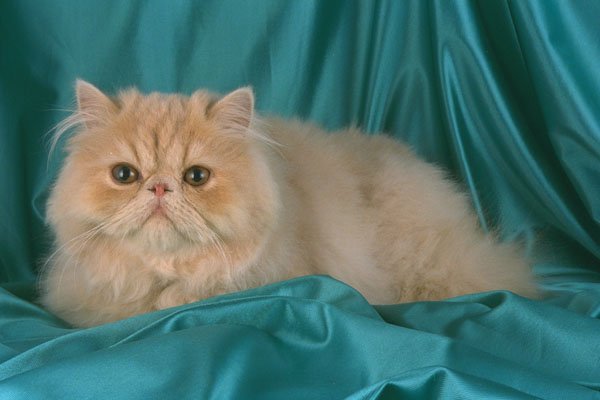 458067 Persian, Cream A4 Photo Print