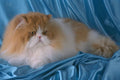 458068 Persian, Red And White Bi color A4 Photo Print