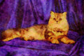 458069 Persian, Silver Tabby A4 Limited Edition Watercolour Print