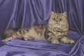 458069 Persian, Silver Tabby A4 Photo Print