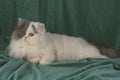 458070 Persian, White And Blue Persian Van A4 Photo Print
