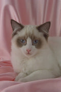 458071 Ragdoll, Seal Bi color A4 Photo Print