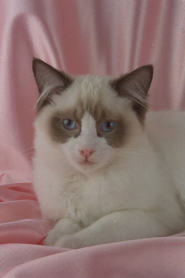 458071 Ragdoll, Seal Bi color A4 Photo Print