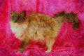 458072 Ragdoll, Blue Mitted A4 Limited Edition Watercolour Print