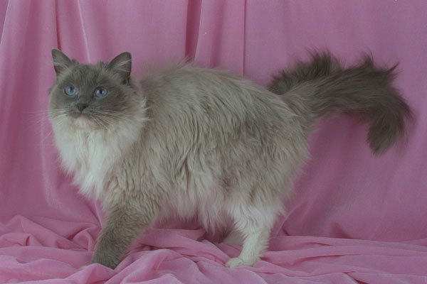 458072 Ragdoll, Blue Mitted A4 Photo Print