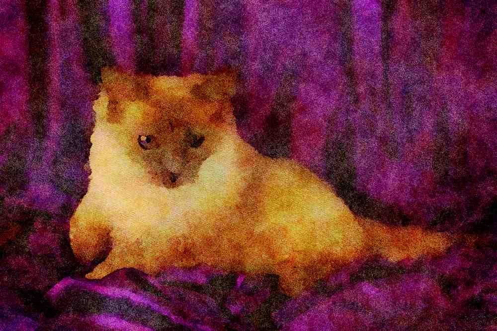 458073 Ragdoll, Blue Point A4 Limited Edition Watercolour Print