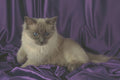 458073 Ragdoll, Blue Point A4 Photo Print