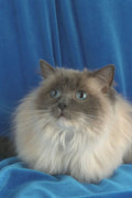 458074 Ragdoll, Blue Point A4 Photo Print
