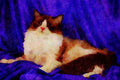 458075 Ragdoll, Seal Bi color A4 Limited Edition Watercolour Print