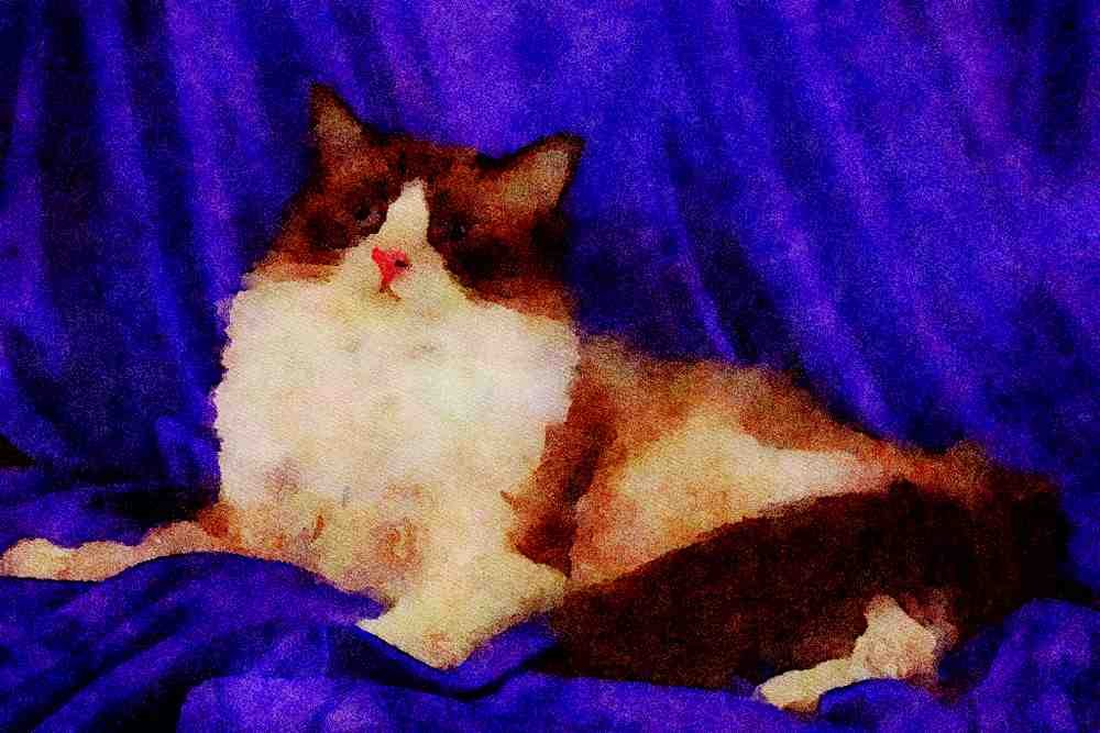 458075 Ragdoll, Seal Bi color A4 Limited Edition Watercolour Print