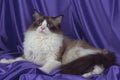 458075 Ragdoll, Seal Bi color A4 Photo Print