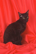 458076 Rex, Cornish, Black A4 Photo Print