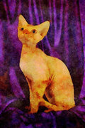458077 Rex, Devon, Red Tabby A4 Limited Edition Watercolour Print