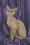 458077 Rex, Devon, Red Tabby A4 Photo Print