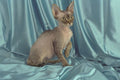 458078 Rex, Brown Tabby A4 Photo Print