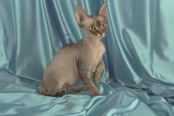 458078 Rex, Brown Tabby A4 Photo Print
